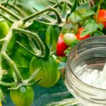 Чтобы завязи не опадали, а урожай радовал — бор в помощь! 🍅 15 krug 22