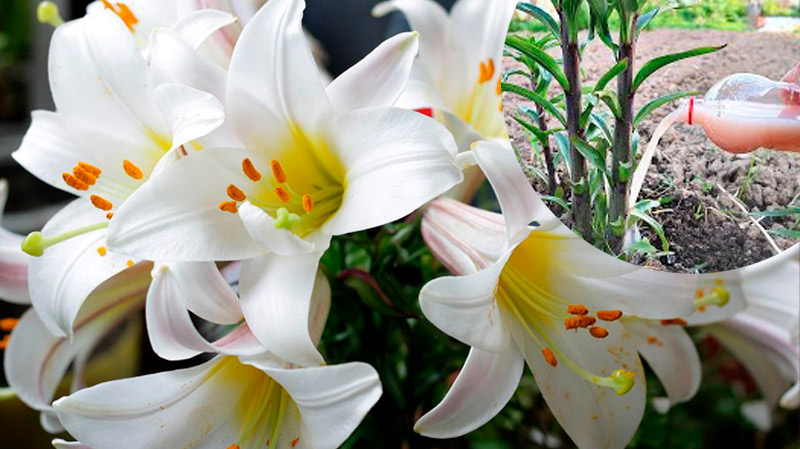 Лилии набрали бутоны: время финальной подкормки для роскошного цветения