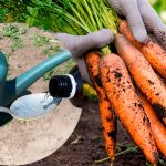 Один раз в 10 дней – и морковь сладкая, как мёд! Простая подкормка без лишних хлопот 14 Один раз в 10 дней – и морковь сладкая, как мёд! Простая подкормка без лишних хлопот