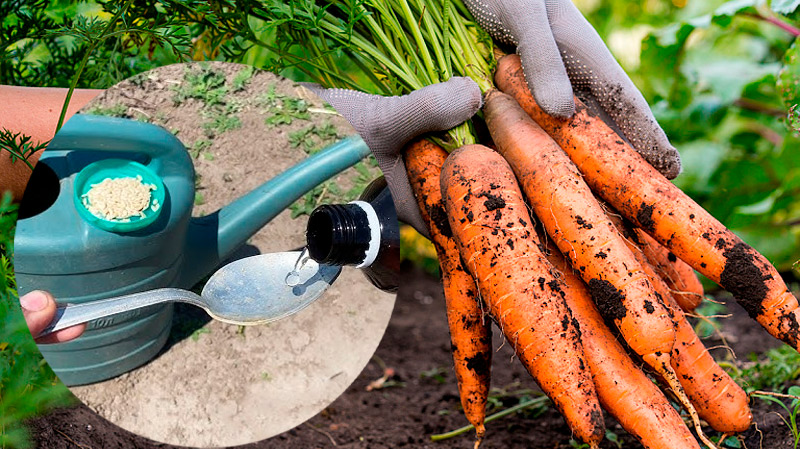 Один раз в 10 дней – и морковь сладкая, как мёд! Простая подкормка без лишних хлопот