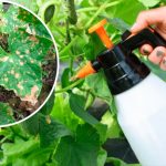 Жёлтые пятна на листьях огурцов — народные средства, которые спасают урожай!