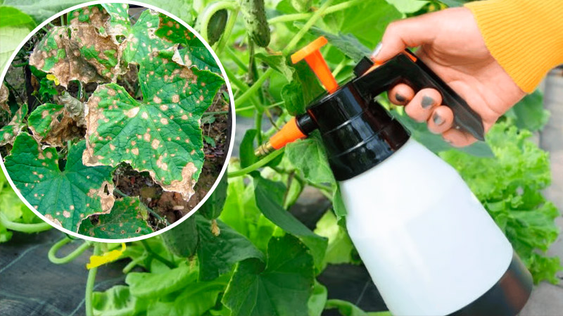 Жёлтые пятна на листьях огурцов — народные средства, которые спасают урожай!