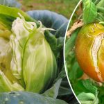 Почему растрескиваются овощи — и как этого избежать? Полезные советы дачникам