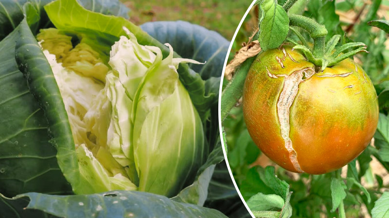 Почему растрескиваются овощи — и как этого избежать? Полезные советы дачникам