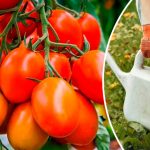 Августовская подкормка томатов: чтобы плоды были сочными, а кусты плодоносили дольше