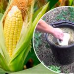 Секрет сладкой кукурузы: чем подкормить почву, чтобы урожай порадовал 15 Секрет сладкой кукурузы: чем подкормить почву, чтобы урожай порадовал