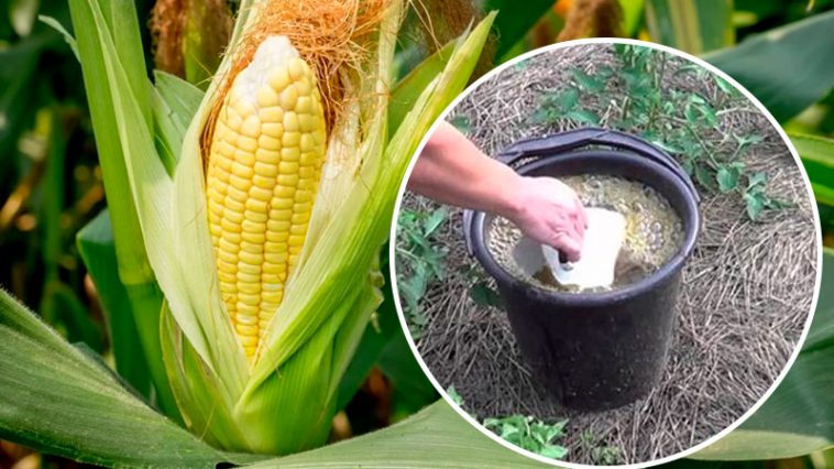 Секрет сладкой кукурузы: чем подкормить почву, чтобы урожай порадовал