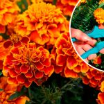 Хотите, чтобы бархатцы цвели до самых заморозков? Не забудьте сделать это в июле