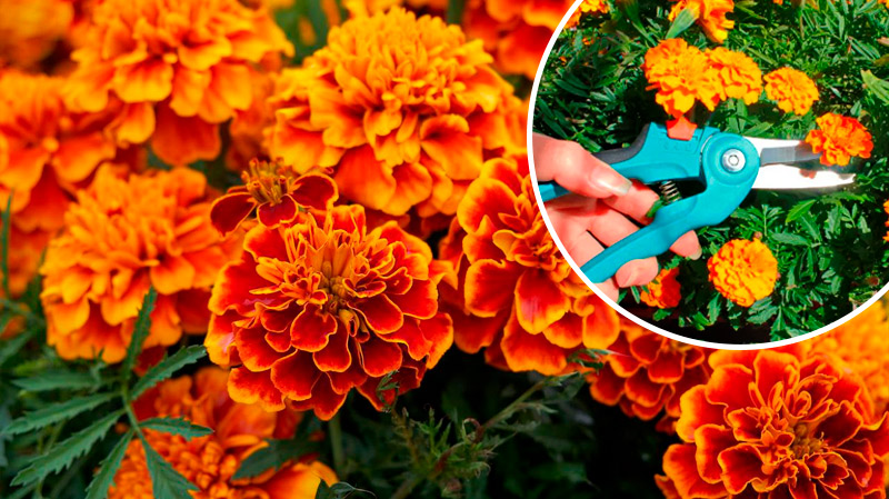 Хотите, чтобы бархатцы цвели до самых заморозков? Не забудьте сделать это в июле