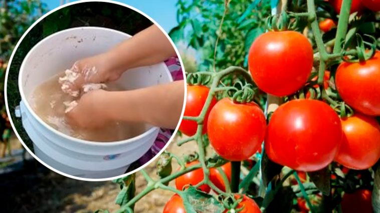 Домашняя дрожжевая подкормка: спасение урожая без химии!