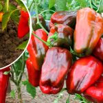 Перцы будут сладкими и мясистыми: чем подкормить для рекордного урожая