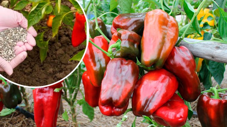 Перцы будут сладкими и мясистыми: чем подкормить для рекордного урожая