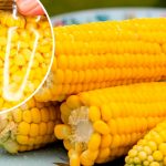 Консервированная кукуруза на зиму – как свежая! Сохраняйте рецепт! 12 Консервированная кукуруза на зиму – как свежая! Сохраняйте рецепт!