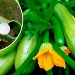 Хочу поделиться личным опытом: уже не первый год получаю с каждого куста кабачков по целому ящику!