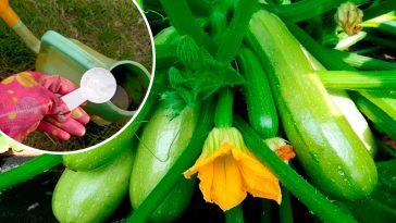 Хочу поделиться личным опытом: уже не первый год получаю с каждого куста кабачков по целому ящику!