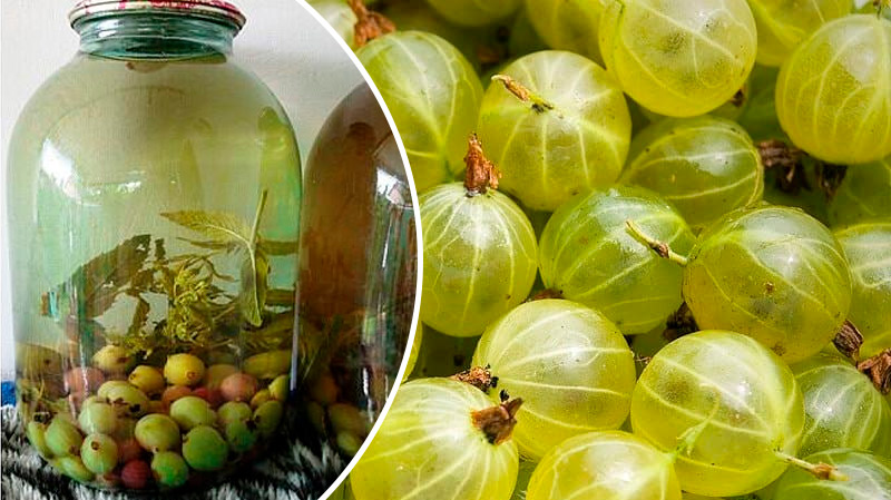 Компот из крыжовника с мятой на зиму — освежающая заготовка с изюминкой!