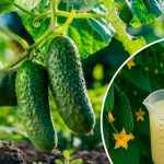 Простой способ защитить огурцы: 2 ч. ложки на 10 л воды – и никакой болезни до самой осени!