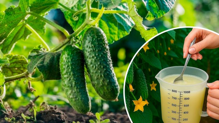 Простой способ защитить огурцы: 2 ч. ложки на 10 л воды – и никакой болезни до самой осени!