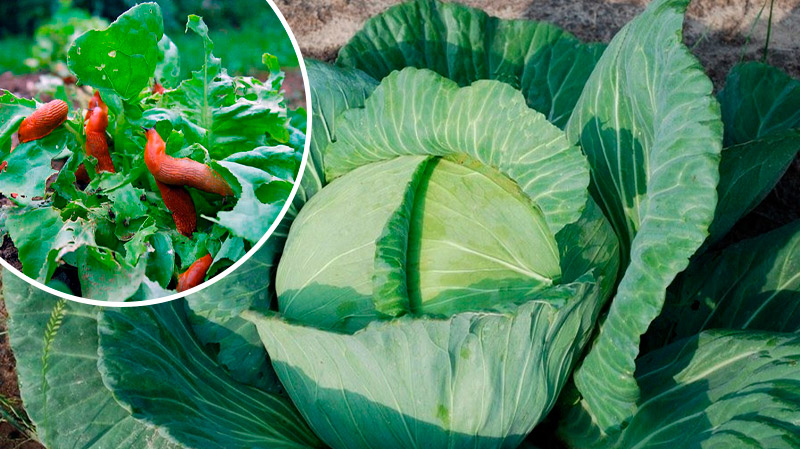 Самые действенные методы: как спасти капусту от нашествия слизней без химии