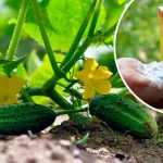 Кормлю огурцы содой — и собираю урожай ведрами! Рабочий способ без лишних затрат