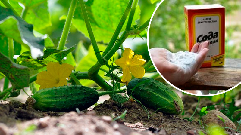 Кормлю огурцы содой — и собираю урожай ведрами! Рабочий способ без лишних затрат