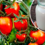 Урожай в 10 раз больше! Простое средство для огурцов, помидоров и перца уже в июле 13 Урожай в 10 раз больше! Простое средство для огурцов, помидоров и перца уже в июле