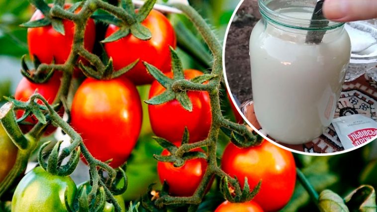 Урожай в 10 раз больше! Простое средство для огурцов, помидоров и перца уже в июле