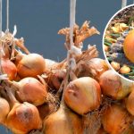 Когда собирать лук и как сохранить его до весны: советы из деревни 13 Когда собирать лук и как сохранить его до весны: советы из деревни