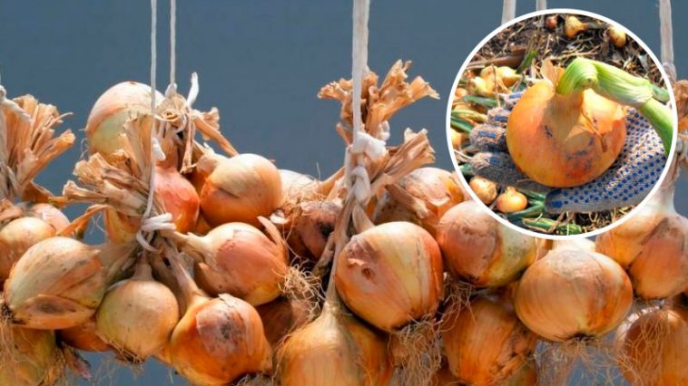 Когда собирать лук и как сохранить его до весны: советы из деревни