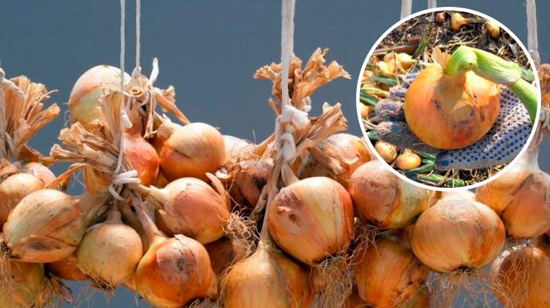 Когда собирать лук и как сохранить его до весны: советы из деревни