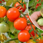 По стакану под каждый куст — и никакой гнили! Проверено годами! 15 По стакану под каждый куст — и никакой гнили! Проверено годами!