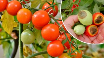 По стакану под каждый куст — и никакой гнили! Проверено годами!