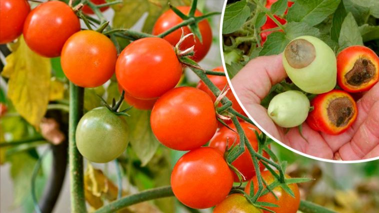 По стакану под каждый куст — и никакой гнили! Проверено годами!