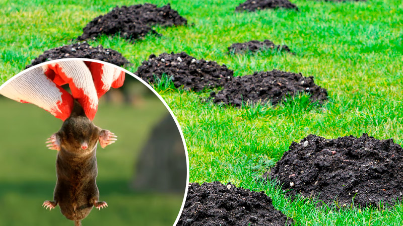 Кроты сбегут без оглядки! Быстрый и проверенный способ защитить огород