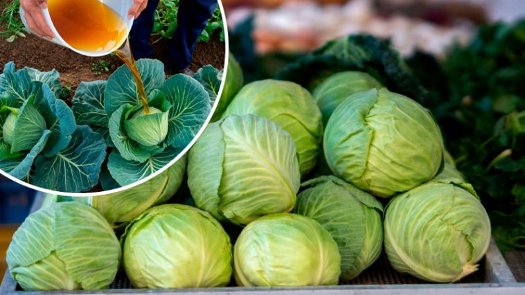 Капуста без кочана? Вот что нужно сделать уже сейчас, чтобы в августе срезать гигантов!