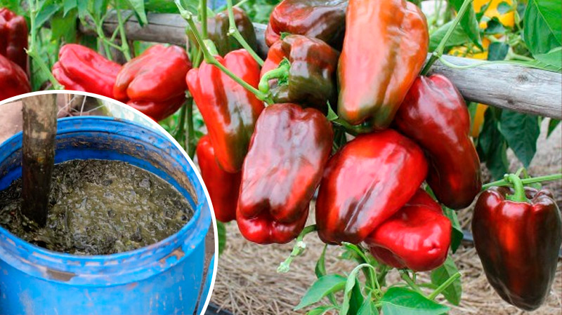 Один ингредиент — и перец растёт как на дрожжах!