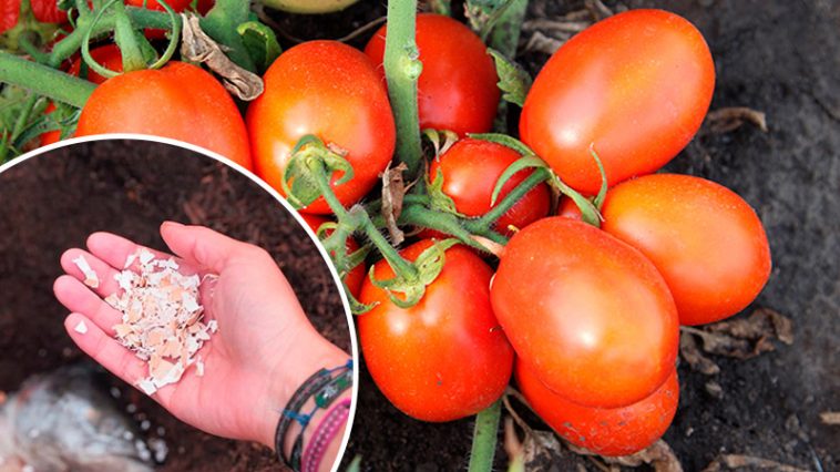 Вот уже 5 лет я подкармливаю помидоры только этим средством — и собираю по ведру томатов с каждого куста каждую неделю!