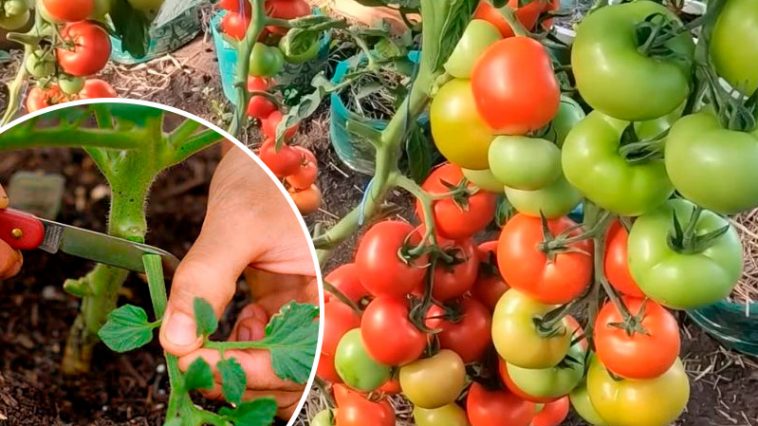 Раздеваем помидоры догола — чтобы не болели!