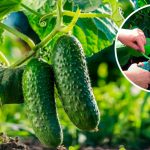 🌿 Удалите именно эти листья у огурцов — и будете собирать урожай до осени! 14 krug 6