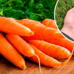 Какая подкормка нужна моркови в конце лета, чтобы она была сладкой и хорошо хранилась 🍯🥕 17 krug 60