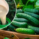 Никакой химии – только молоко! Огурцы плодоносят как сумасшедшие! 14 Никакой химии – только молоко! Огурцы плодоносят как сумасшедшие!