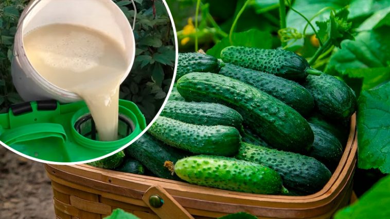 Никакой химии – только молоко! Огурцы плодоносят как сумасшедшие!