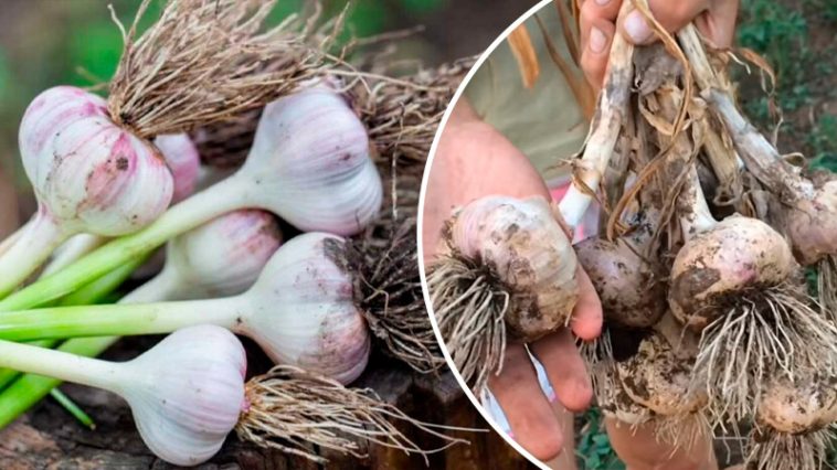 Собрать — не главное. Важно сохранить! Как я обрабатываю чеснок после уборки по бабушкиным советам