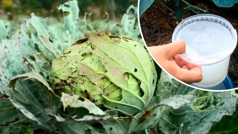 Бабушкин коктейль для капусты — ни одного вредителя без химии!