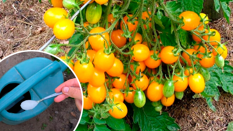 Одна ложка – и урожай помидоров гарантирован! Натуральная подкормка, которая действительно работает