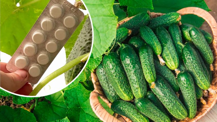 Огуречный SOS в июле: всего 5 таблеток — и куст оживает!