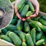Подкормка огурцов в начале августа — залог последнего обильного урожая! 15 Подкормка огурцов в начале августа — залог последнего обильного урожая!