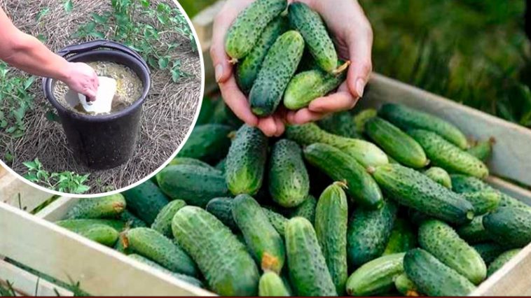 Подкормка огурцов в начале августа — залог последнего обильного урожая!