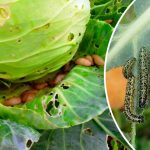 Эффективные методы защиты капусты от вредителей: чем обработать, чтобы не потерять урожай 13 Эффективные методы защиты капусты от вредителей: чем обработать, чтобы не потерять урожай