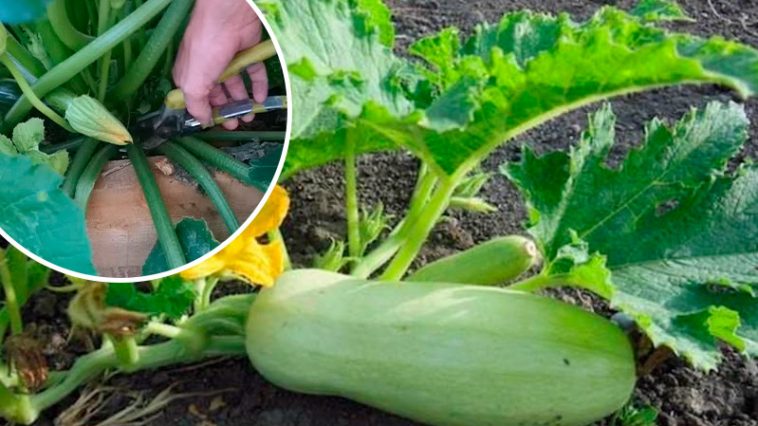 «Омолодила» свои кабачки — и теперь едим их свежими до самой осени!
